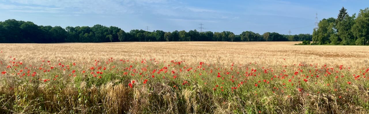 Mohnblumen